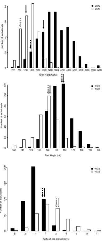 Figure 2. Histograms of the distribution of grain yield (Kg/ha), plant height (cm) and anthesis-silking interval  (days) under water-stressed (WS) conditions in 2012 (12) depicted in black and 2013 (13) depicted in white,  across 136 F 2:3  individuals
