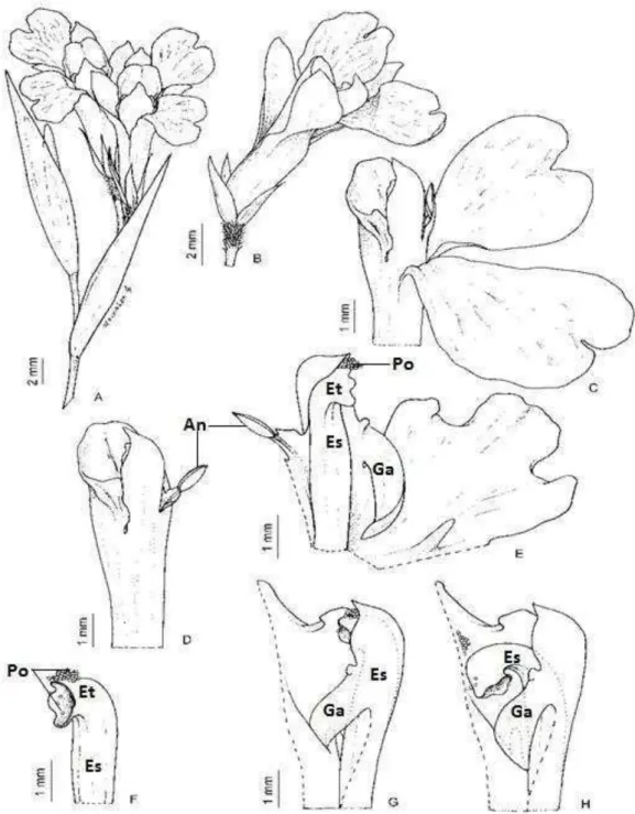 Figura  4:  Flores  de  Maranta  leuconeura  E.  Morren  (Marantaceae).  A)  Inflorescência  3com  um  par  de  flores;  B)  flor  isolada;  C)  partes  florais  voltadas  para  esquerda  ou  direita,  caracterizando  a  enantiostilia;  D  e  E)  destaque 