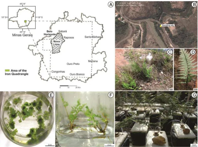Figure 1. Location map of the sampling area colonized by Pityrogramma calomelanos.  Nova  Lima  district  situated  in  the  Iron  Quadrangle,  Minas  Gerais  State,  Brazil  (A)
