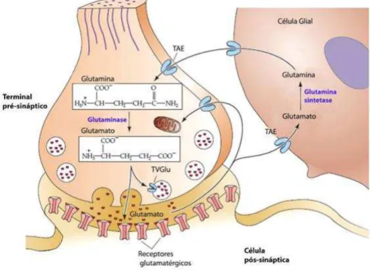 Figura 1 Síntese de glutamato e ciclo entre neurônio e célula da glia. 