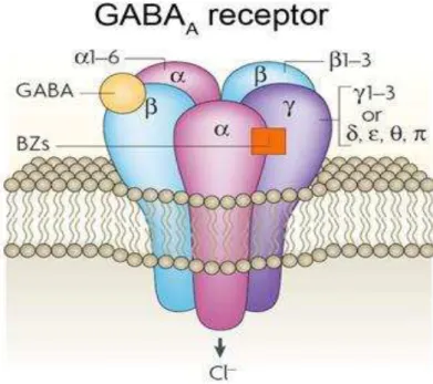 Figura 2: Representação da estrutura do receptor GABA A.