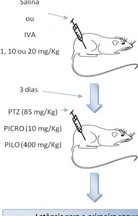 Figura 4 : Esquema do tratamento dos grupos que foram submetidos a modelos de  indução  a  convulsão  por  pentilenotetrazol,  picrotoxina  ou  pilocarpina  e,  posteriomente, retirada de áreas cerebrais para testes neuroquímicos