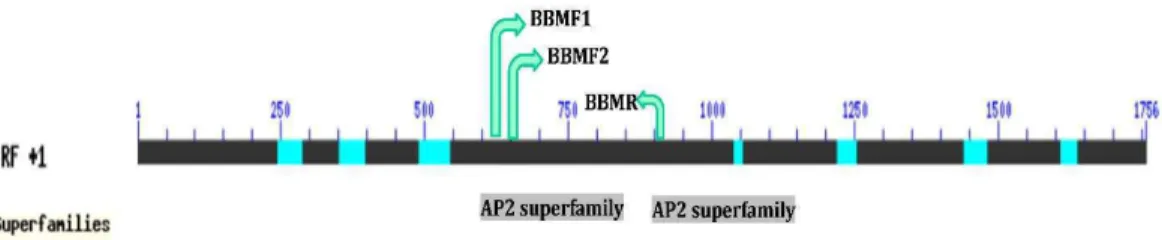 Figura 2. Localização da sequência de aminoácidos do gene BABY BOOM (BBM) em  Arabidopsis  thaliana,  mostrando  o  domínio  funcional  característico  dos  fatores  de  transcrição  AP2-like