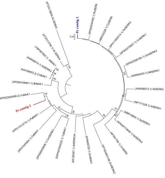 Figura 5. Relações filogenéticas demonstradas entre homólogos da proteína SERK com  base nas sequências parciais de aminoácidos deduzidas