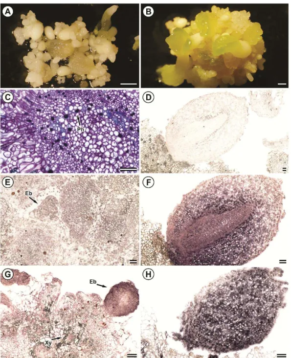 Figura 8. Expressão dos genes BBM e SERK em meio de maturação (MM) de embriões  somáticos em Passiflora cincinnata Mast