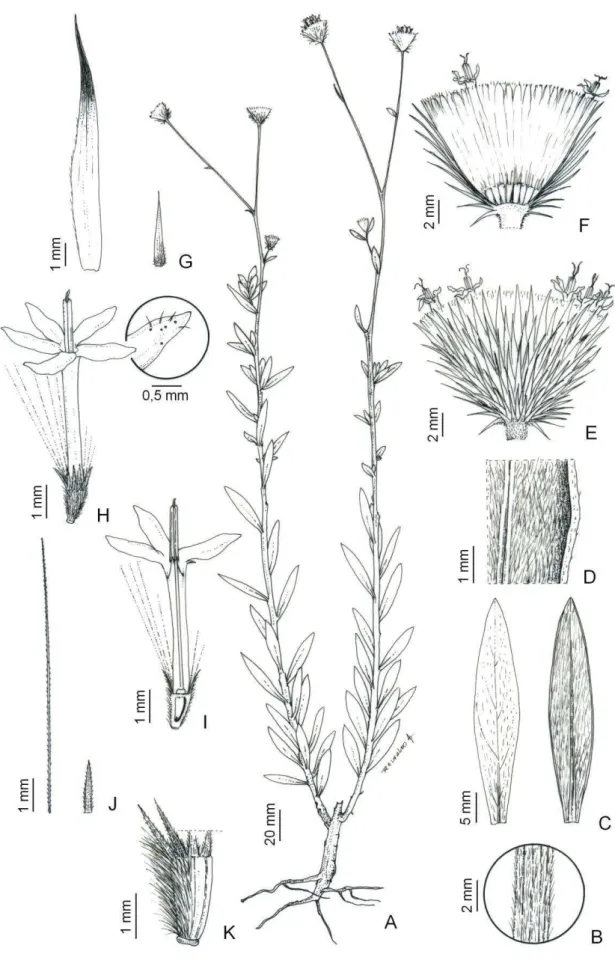 Figura  2:  Echinocoryne  echinocephala.  A:  hábito.  B:  detalhe  do  caule.  C:  face  adaxial  e  abaxial  da  folha