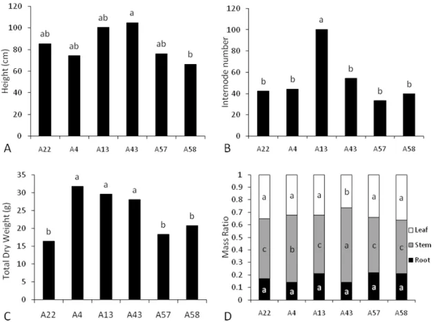 Figure 6. Growth parameters from 90-day-old Pfaffia glomerata plants of different accessions  grown  under  greenhouse  conditions