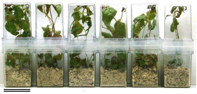 Figure  1.  Pfaffia  glomerata  diploid  and  tetraploid  plantlets  from  independent  polyploidization events of different propagated in vitro, at 45 days of culture