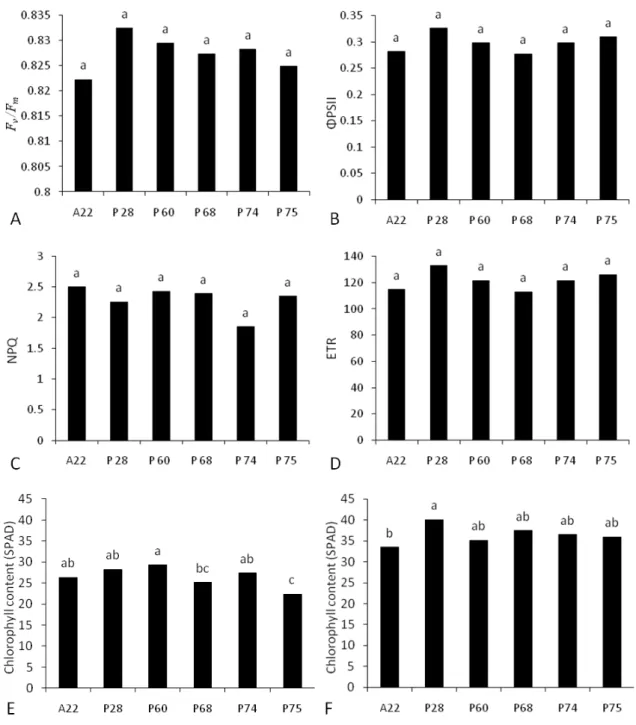 Figure  7.  Chlorophyll  fluorescence  parameters  and  chlorophyll  contents  from  150-day-old  Pfaffia  glomerata  plants  of  different  ploidies/polyploidization  events  grown  under  greenhouse  conditions, and chlorophyll contents of 45 day old vit