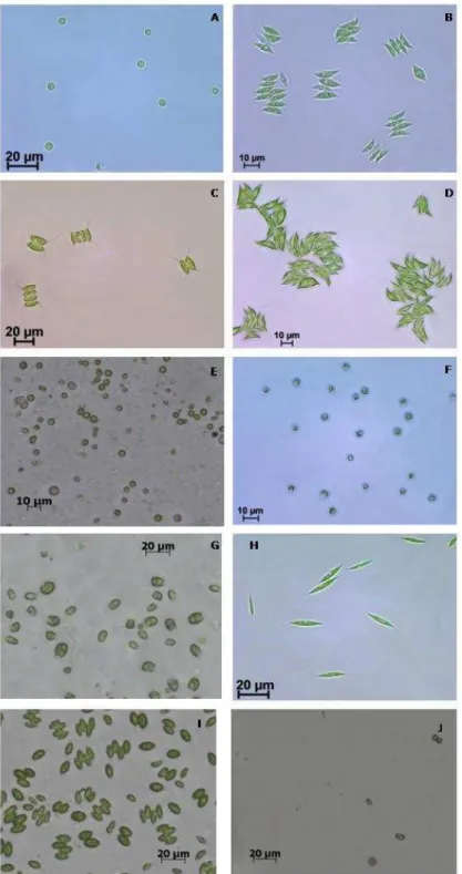 Figura  1.  Diferentes  padrões  morfológicos  entre  as  10  cepas  de  microalgas 