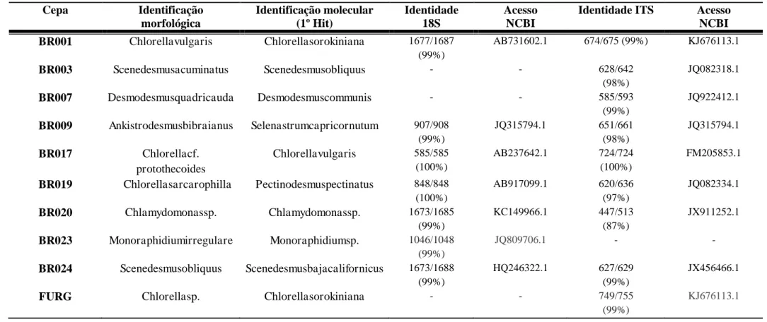 Tabela  1.Comparação entre a identificação morfológica e a molecular utilizando o primeiro Hit do BLAST no NCBI para as regiões do 18S e 