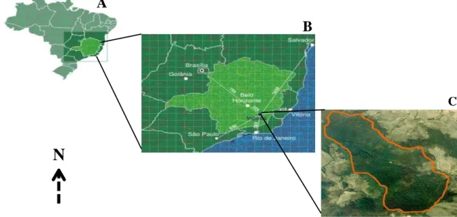 Figura  1:  Localização  geográfica  da  área  de  estudo.  Mapa  do  Brasil,  destacando-se  o  estado  de  Minas Gerais (A); o estado de Minas Gerais, destacando-se o município de Viçosa (B); delimitação  aérea do fragmento florestal Mata do Paraíso, loc