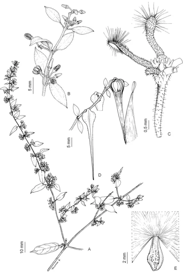 Figura  3:  Ditassa  burchellii.  Ramo  com  folhas  e  inflorescências  (A),  detalhes  das  folhas  e  inflorescências  (B),  flor,  com  três  pétalas  removidas  (C),  fruto  (folículo),  fechado  à  esquerda  e  aberto com sementes comosas expostas à 