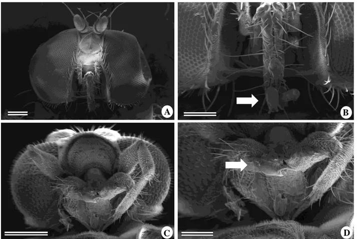 Figura 10: Moscas polinizadoras de Ditassa burchellii. Cabeça de Pholeomyia sp. em visão frontal  (A) e detalhes do seu aparelho bucal (B)