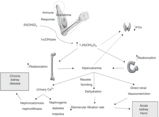 Fig. 1 – Possible mechanisms involved in the pathophysiology of kidney injury associated with hypercalcemia and injectable vitamins A, D and E supplements.