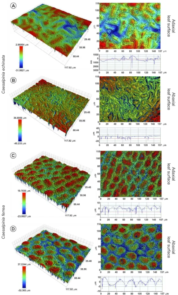 Fig. 6. Epidermal surface mapping of the adaxial (A and C) and abaxial (B and D) leaf  blade surfaces of Caesalpinia echinata (A and B) and Caesalpinia ferrea (C and D)