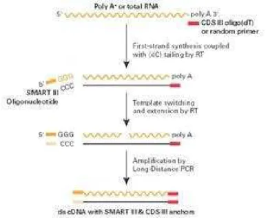 Figura 6: Confecção do cDNA pela tecnologia SMART III da Clontech. A primeira fita do cDNA  é feita utilizando-se o primer CDSIII oligodT