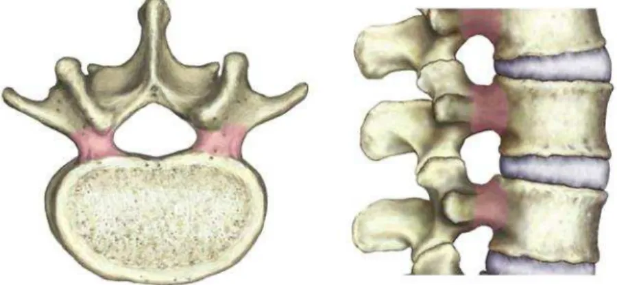 Figura 4 - Anatomia pedicular destacando os pedículos nos planos axial e sagital 