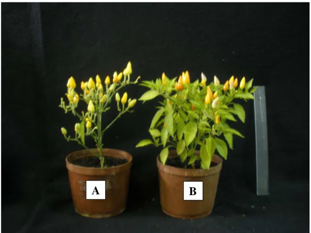 Figura 1-  Efeito de 10 μL L -1  de etileno por 48 h em plantas de pimenta ornamental (C