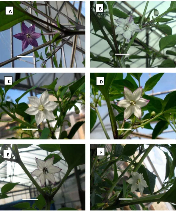 Fig. 1. Flowers of six families F 2  generation of ornamental pepper. Bars=1 cm. 