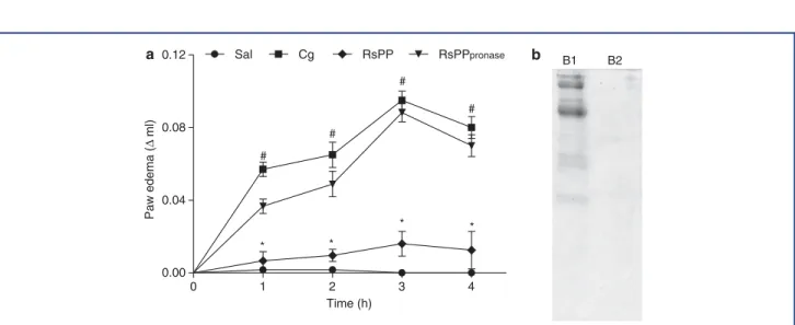 Figure 4. The effect of pronase treatment on the anti-inlammatory activity of proteins from Rhinella schneideri parotoid gland (RsPP) in carrageenan-induced paw edema