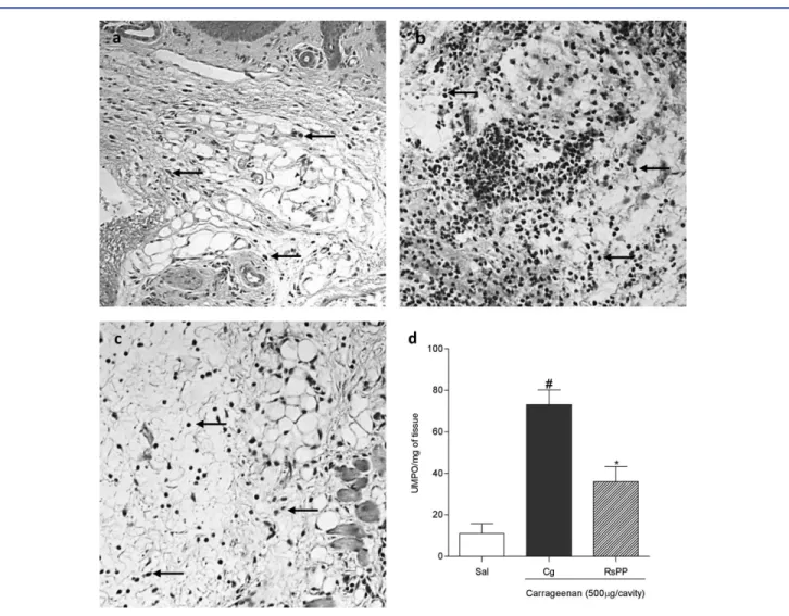 Figure 5. Effects of proteins from Rhinella schneideri parotoid gland (RsPP) on carrageenan-induced edema revealed by histological sections (a–c) and myeloperoxidase activity (d) in the paw tissues of mice