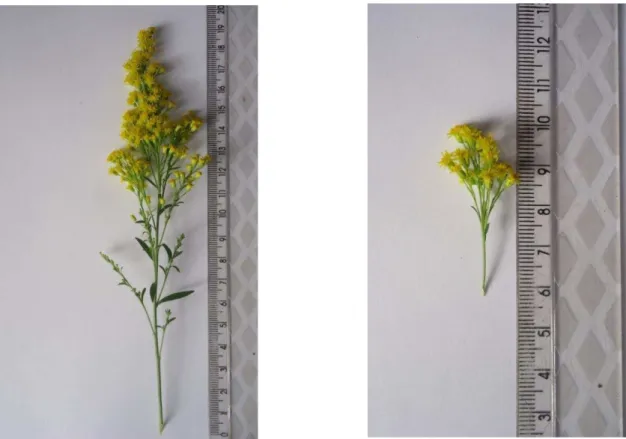 Figura  5:  Ramo  floral  (a).Conjunto  de  inflorescências  (b).  Fonte:  acervo  da 