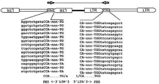 Figura 2. Esquema geral da estrutura dos retrotransposons com LTRs. Fonte: Kalendar  et al