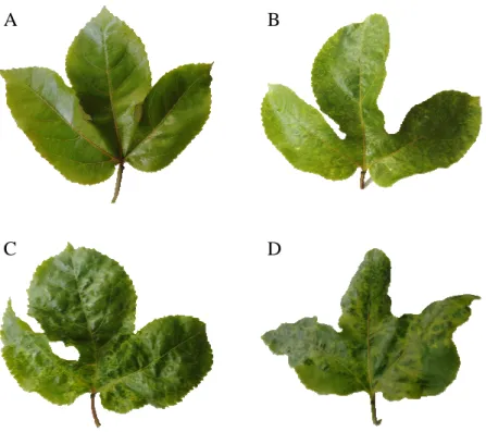 Figura  1.    Folhas  de  maracujazeiro  amarelo  classificadas  de  acordo  com  a  severidade:  A) Folha sem sintomas (Nota 1); B) Mosaico leve sem deformações foliares  (Nota  2);  C)  Mosaico  severo  sem  deformação  foliar  (Nota  3);  D)  Mosaico  s