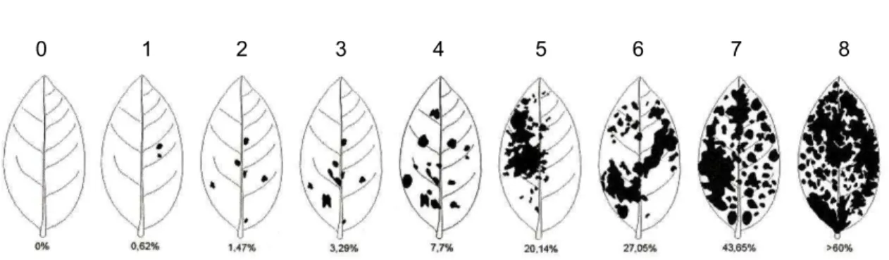 Figura 3. Escala diagramática para  avaliação da  severidade do oídio da soja.  Adaptado de Mattiazzi (2003)
