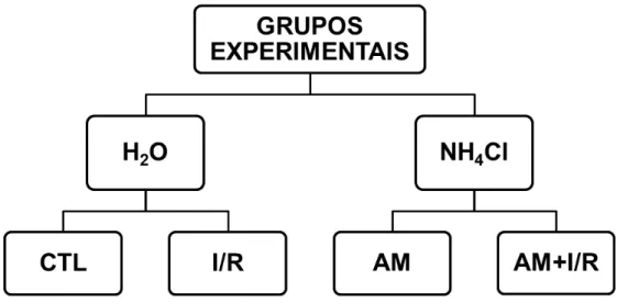 Figura 2  –  Representação esquemática dos grupos experimentais 