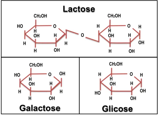 Figura 1 - Lactose e seus monômeros, galactose e glicose. 