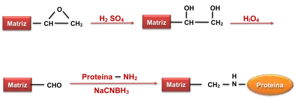 Figura 5 - Técnica de imobilização enzimática, método da base de Schiff. 