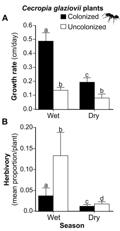 Figure 2. Growth rate (cm/day) (A) and herbivory (B) in wet and dry season. Treatments  are Cecropia glaziovii plants colonized by Azteca muelleri ants (black bars) and uncolonized  C