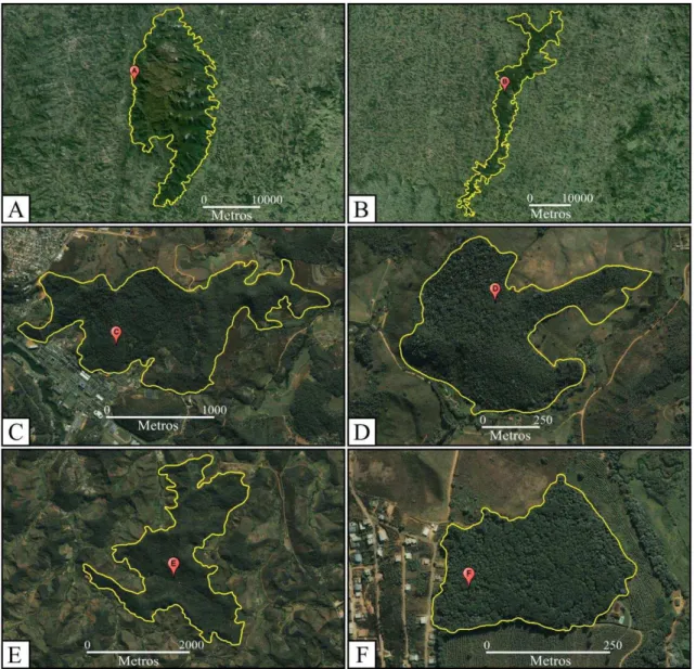Figura S1. Ilustração dos locais de forrageamento das espécies estudadas. Cada local  de forrageamento está inserido em um remanescenteflorestal inserido no Bioma Mata  Atlântica,  localizados  na  Zona  da  Mata  Mineira,  MG,  Brasil