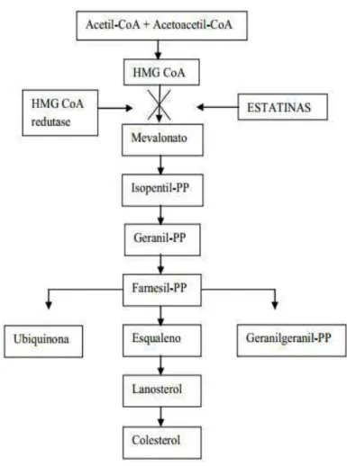FIGURA  5:  Biossíntese  do  colesterol  e  inibição  da  Hmg  Coa  redutase.,  enzima  limitante  da 