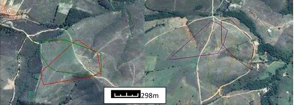 Figura  1.  Dois  exemplos  da  grande  sobreposição  de  áreas  de  vida  de  Geositta  poeciloptera  medidas  através  do  MPC  no  município  de  São  João  del  Rei,  no  ano  de  2015