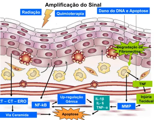 FIGURA 06: Desenho esquemático da fase de amplificação de sinal e dano  celular na mucosite oral