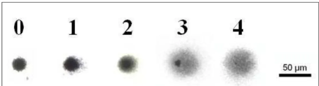 Figura 5: Classes de danos de hemolinfa de G. cruentata elaborada através de exposição à  Peróxido de Hidrogênio 40µM (controle positivo).