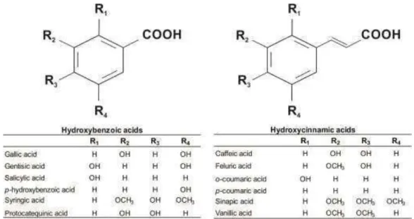 Figure 1. Structure of the major phenolic acids present in foods, including in  sorghum