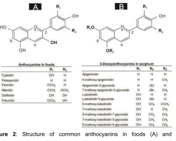 Figure  2:  Structure  of  common  anthocyanins  in  foods  (A)  and  3- 3-deoxyanthocyanidins in sorghum (B)