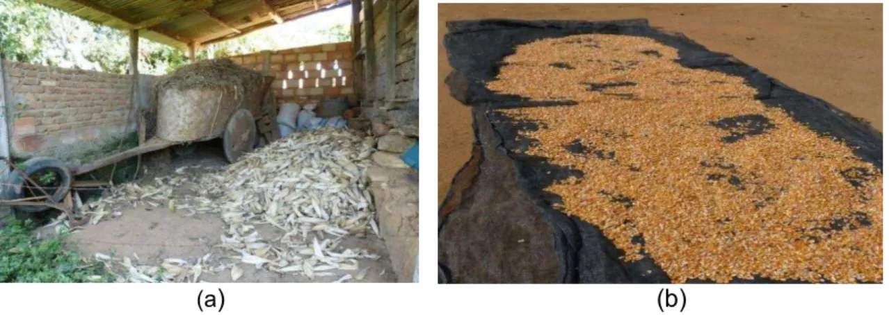 Figura 4  – Milho colhido no sítio de Anita e Gilberto, na comunidade de Manja  em Piranga