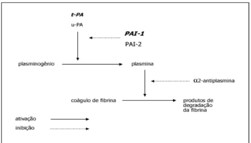 Figura 3. Representação esquemática do sistema fibrinolítico.  