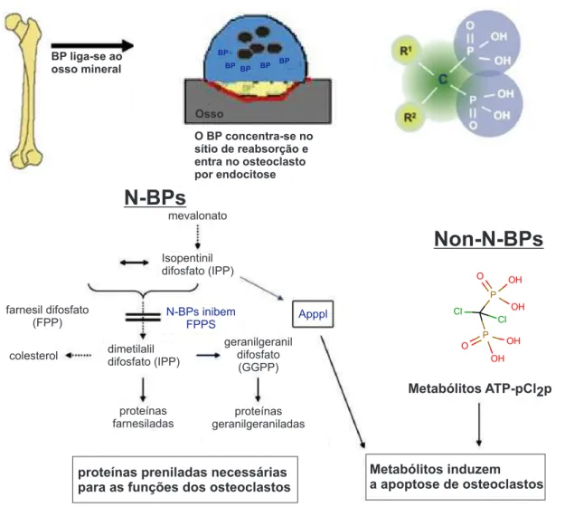 Figura 6: Mecanismo de ação simplificado dos Non-N-BPs e N-BPs sobre a inibição de osteoclastos