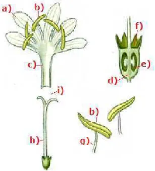 FIGURA 2 – Morfologia floral: a) pétala; b) antera; c) tubo da corola; d) ovário; e) óvulo;      