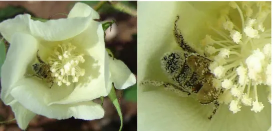 Figura 4- Abelha Apis mellifera coletando néctar nos nectários florais do algodoeiro (Gossypiu hirsutum).
