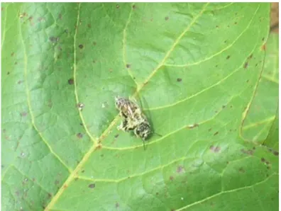 Figura 5- Apis mellifera pousada em uma folha, limpando-se e rejeitando o pólen de Gossypium hirsutum.