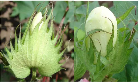 Figura 1 - Flores do algodão (Gossypium hirsutum) na fase de botão floral.