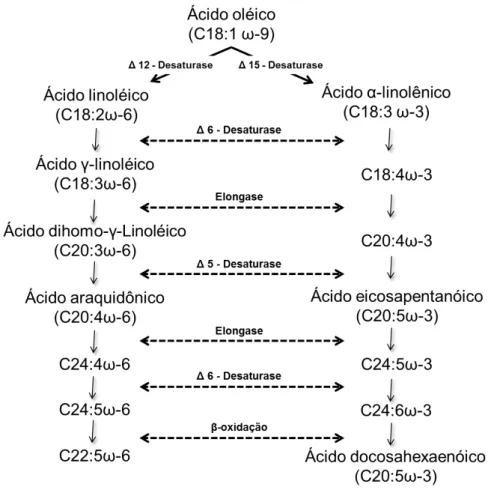 Figura 2. Síntese de ácidos graxos poliinsaturados 