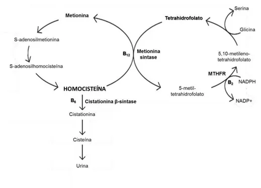 Figura 3. Metabolismo da homocisteína 